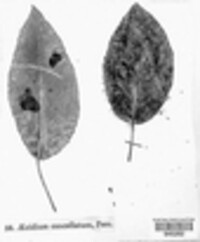 Gymnosporangium sabinae image